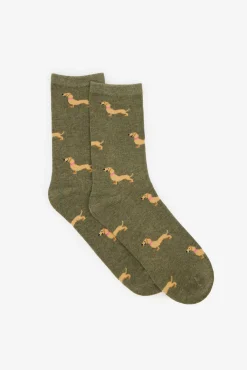 Dachshund meia longa