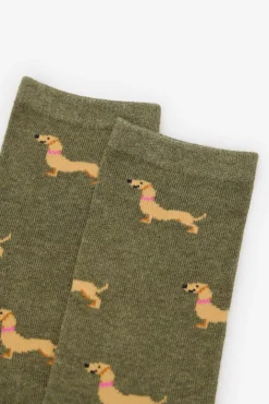 Dachshund meia longa