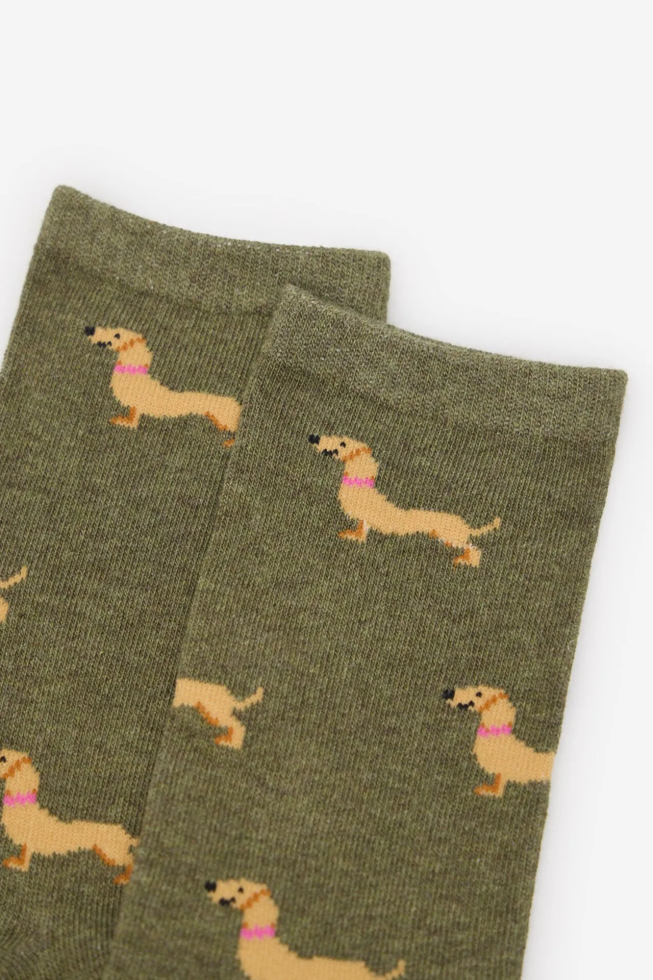 Dachshund meia longa