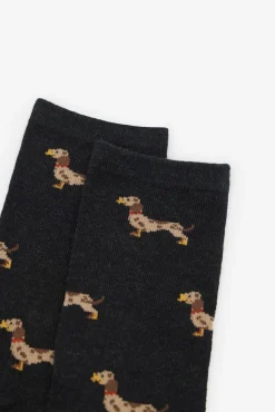 Dachshund meia longa