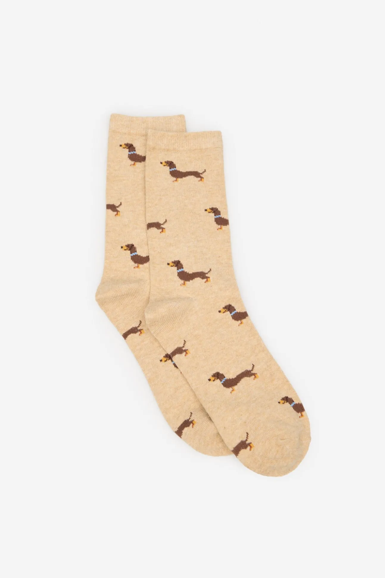 Dachshund meia longa