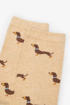 Dachshund meia longa
